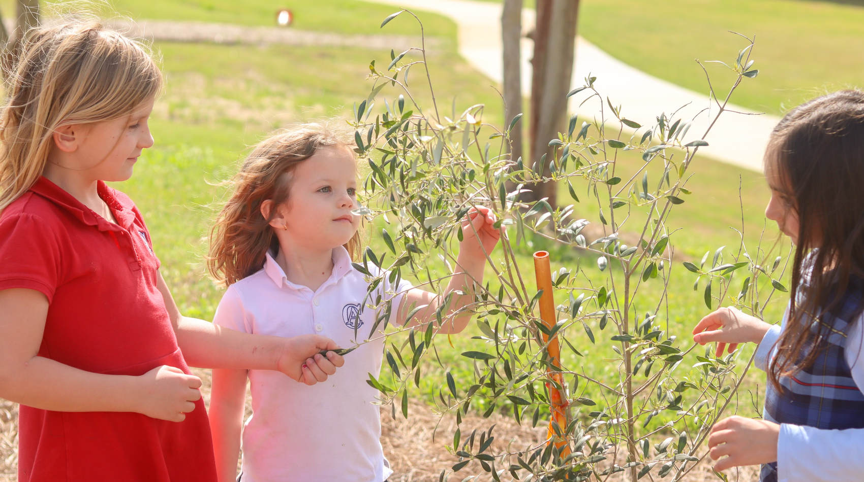 Grammar School Girls at an olive tree